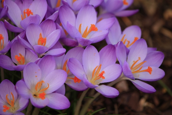 Plant flower petal spring Photo