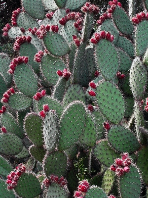 Cactus plant flower botany Photo