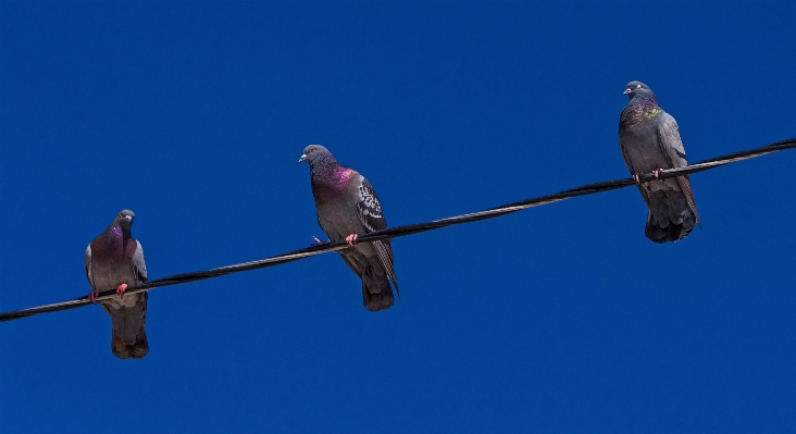 自然 鳥 羽 空 写真