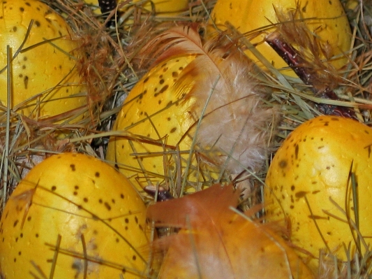 Foto Cabang tanaman buah dekorasi