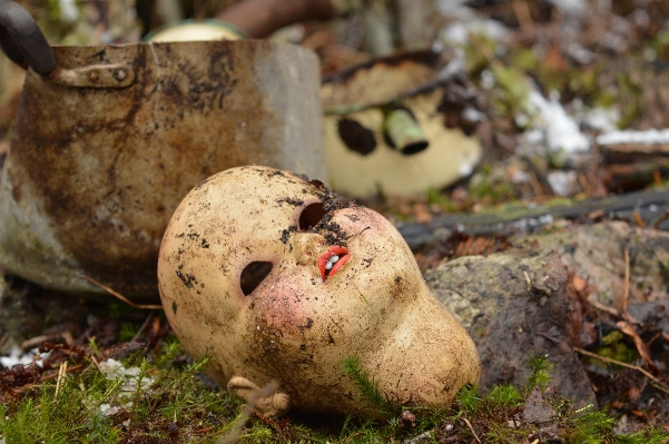 Antiquität alt tierwelt produzieren Foto