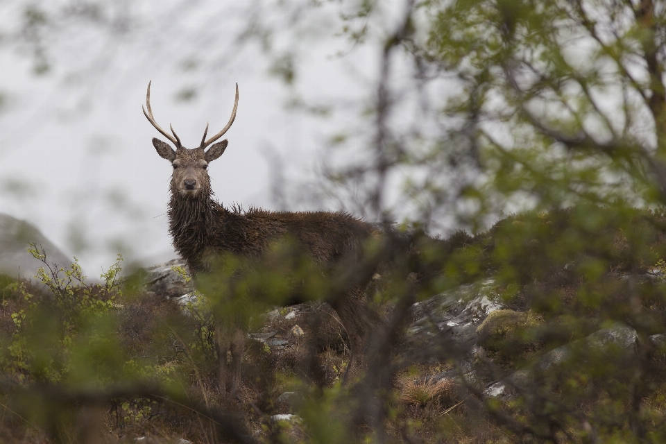 Nature branch wildlife deer