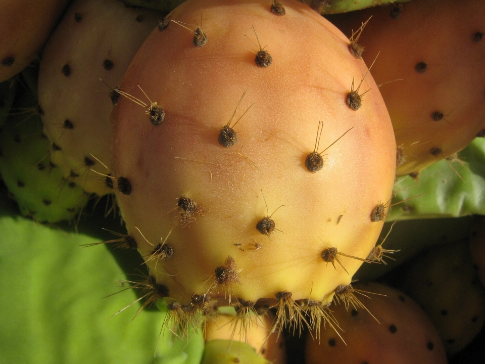 Natura spinoso
 cactus
 pianta