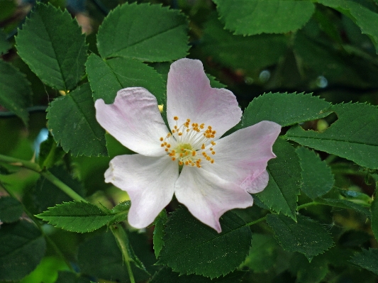 Blossom plant flower petal Photo