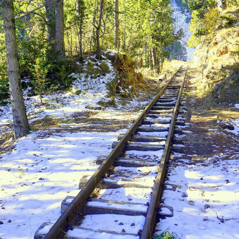 árvore floresta região selvagem
 neve