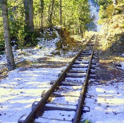 Tree forest wilderness snow Photo