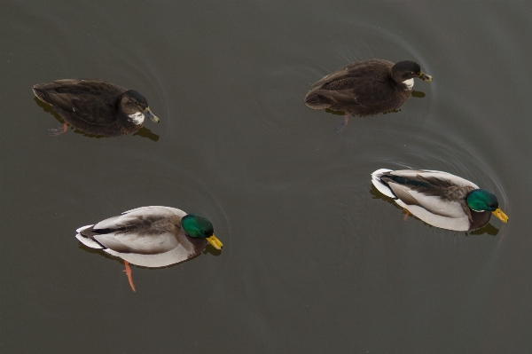 水 自然 アウトドア 鳥 写真