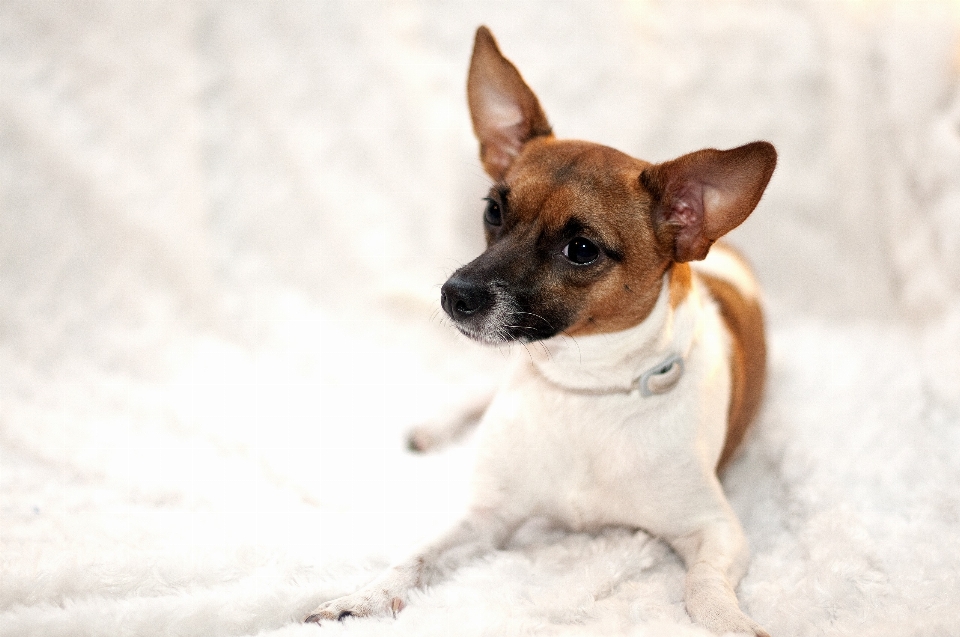 Doğa köpek yavrusu hayvan