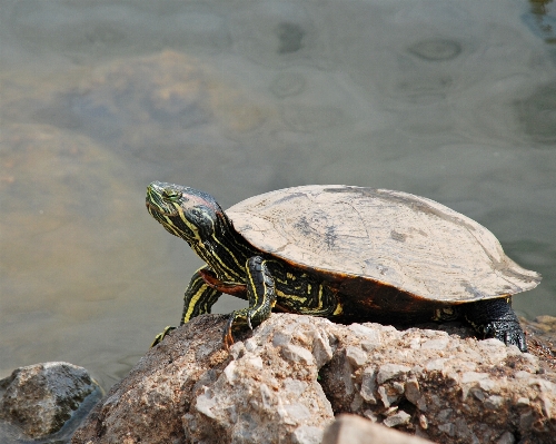 Water nature outdoor rock Photo