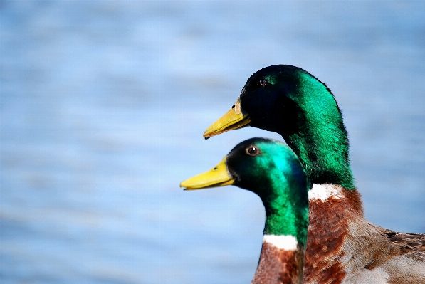 水 自然 鳥 白 写真