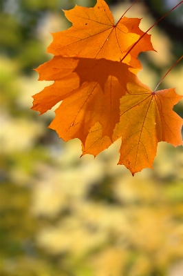 Tree branch plant sunlight Photo