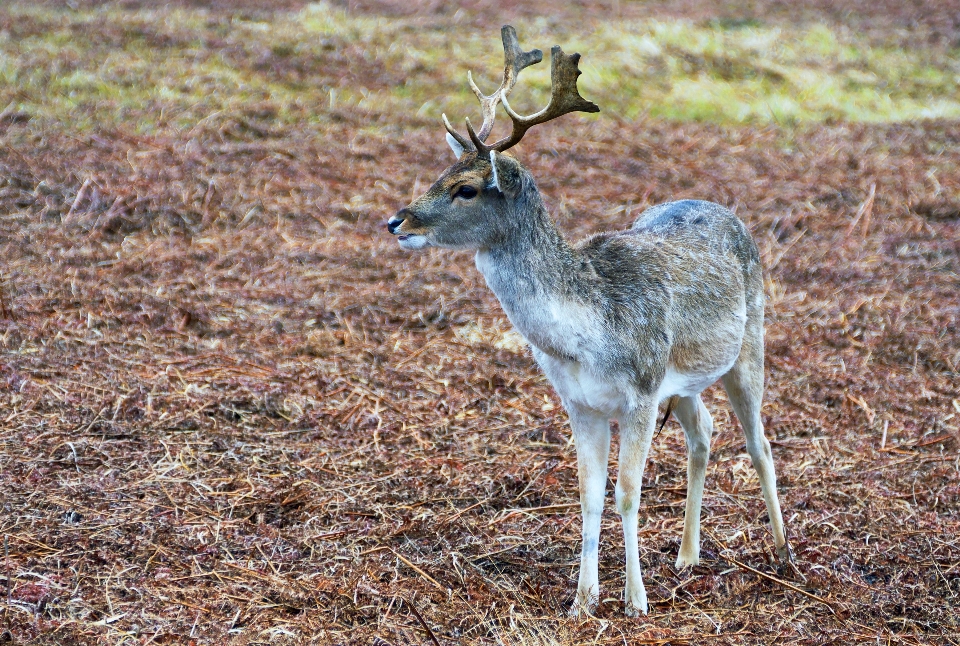 Natura las jesień zwierzę