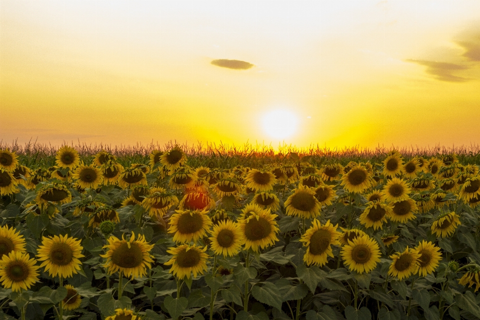 Naturaleza planta cielo sol