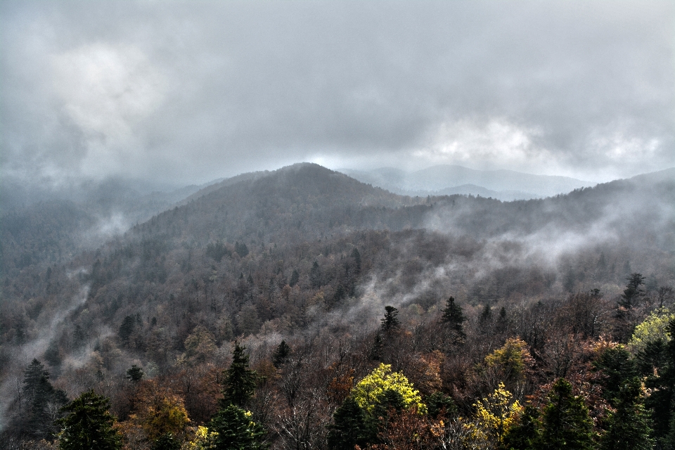 風景 木 自然 森