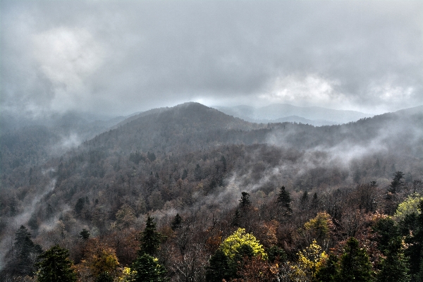 Landscape tree nature forest Photo