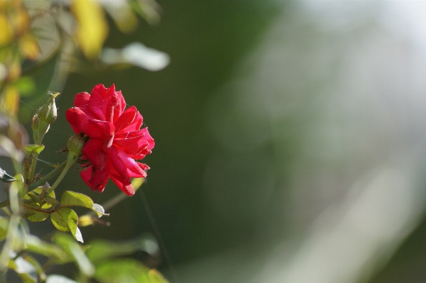 Nature outdoor blossom plant Photo