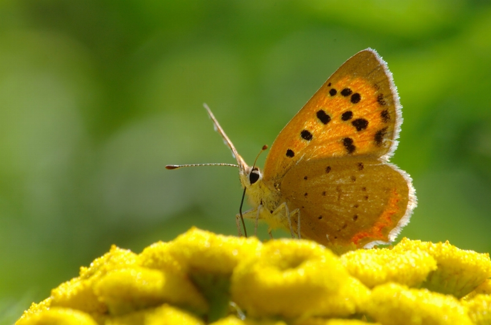 Natur fotografie blume sommer