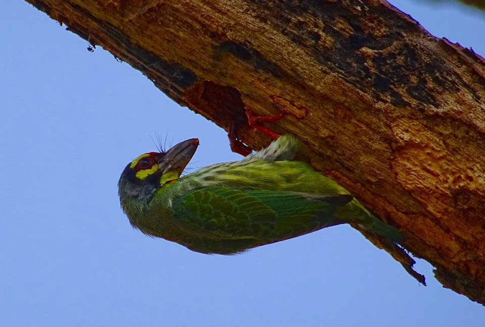 Natura ramo uccello ala