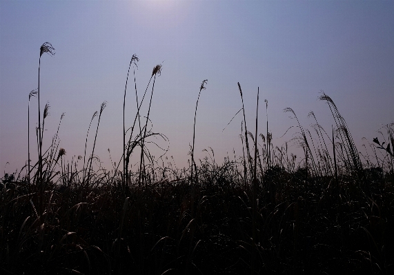 自然 草 地平線 クラウド 写真