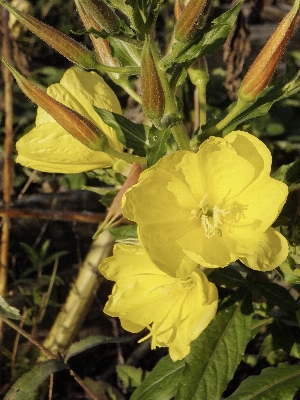 Foto Plantar flor produzir botânica
