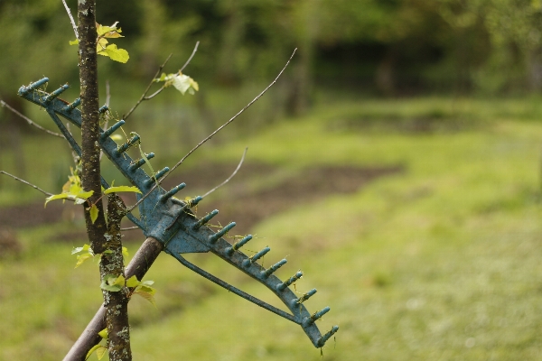 Grass branch fence farm Photo