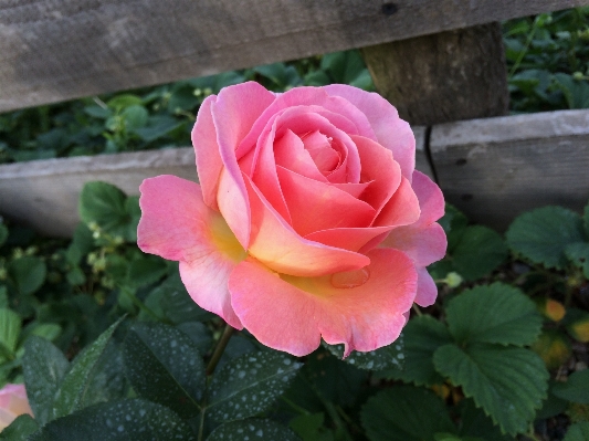 Blossom plant flower petal Photo