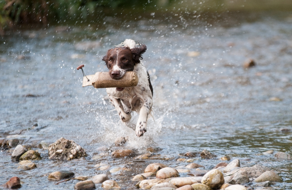 Water run dog wildlife