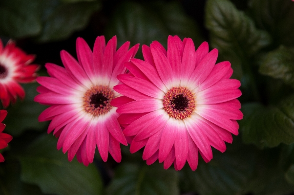 Blossom plant flower petal Photo