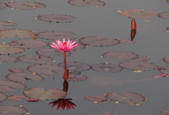 Anlage blatt blume blütenblatt Foto