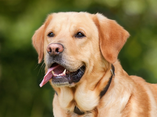 Foto Anak anjing satwa peliharaan