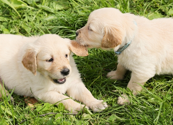 Nature group play puppy Photo