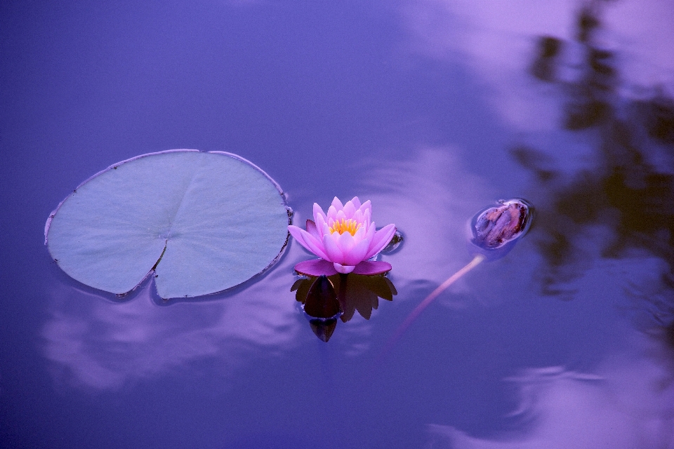 Agua naturaleza florecer planta