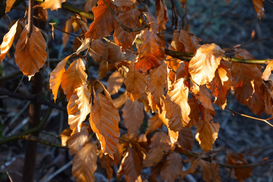 Baum natur zweig anlage