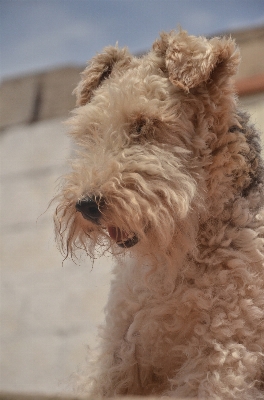 Foto Cane mammifero cani animali