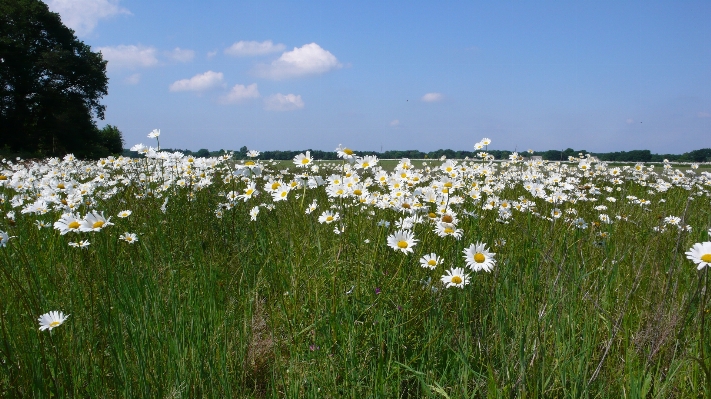 Landscape nature grass plant Photo