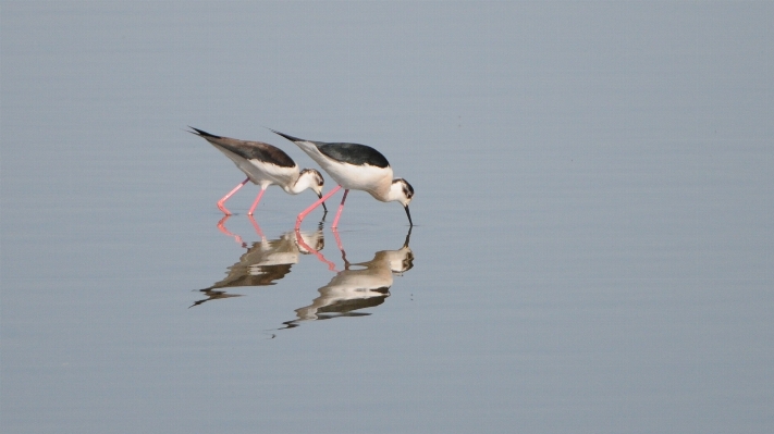 鳥 羽 海鳥
 食べ物 写真