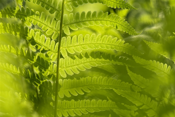 Foto Alam luar ruangan tanaman daun