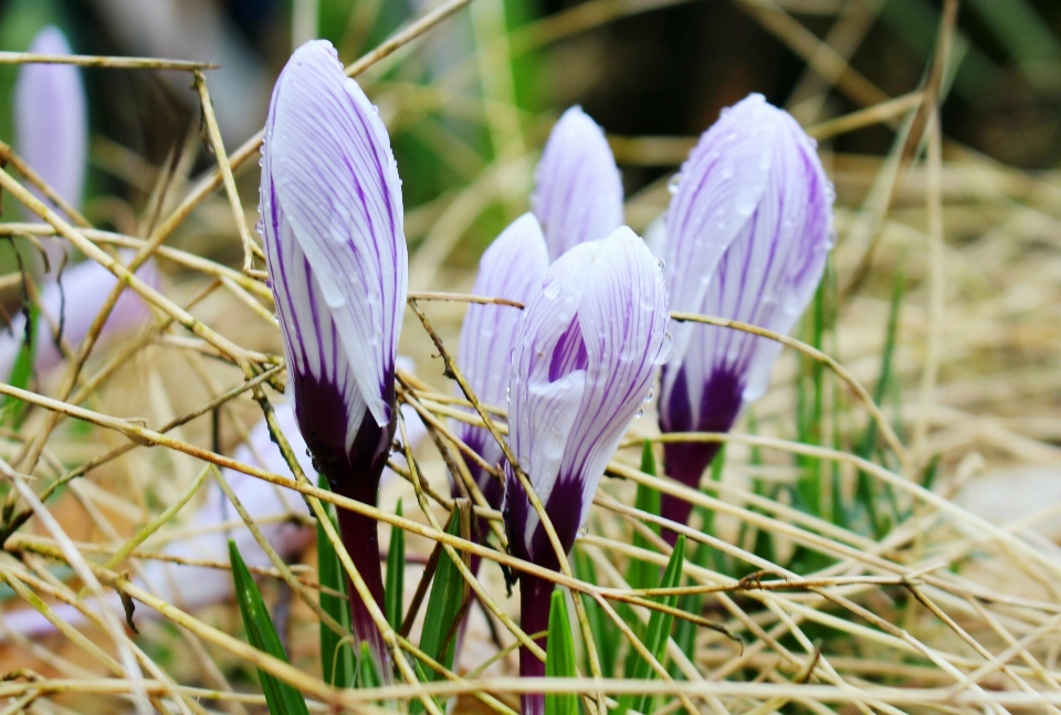 Nature herbe usine prairie
