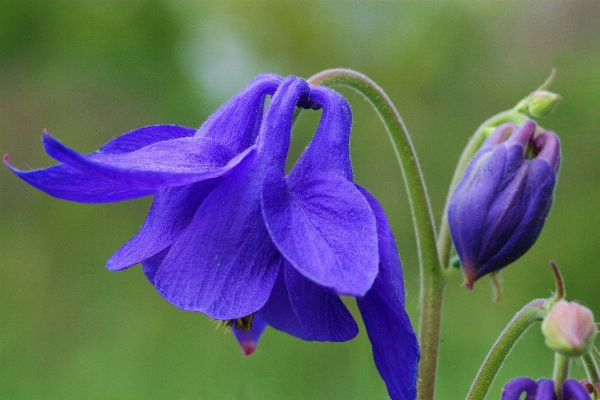 Mountain plant flower petal Photo