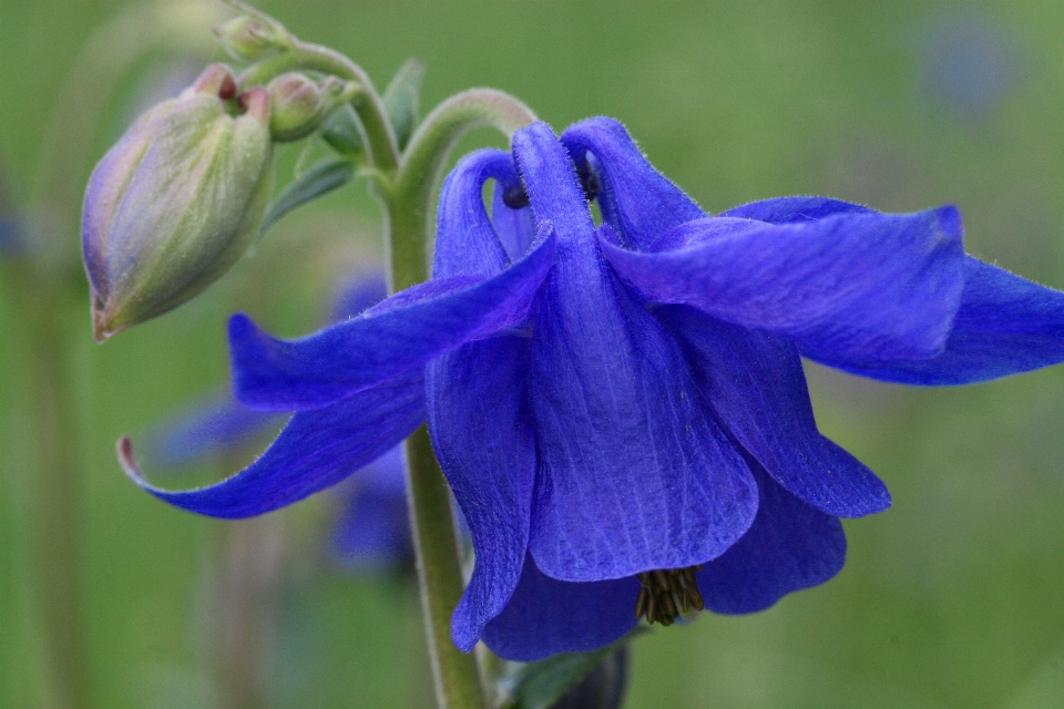 Berg anlage blume blütenblatt