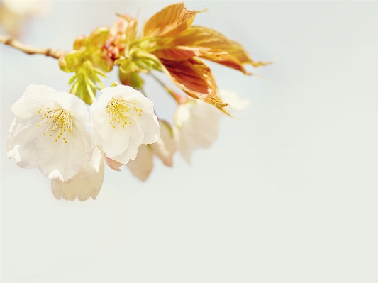 Tree branch blossom plant Photo