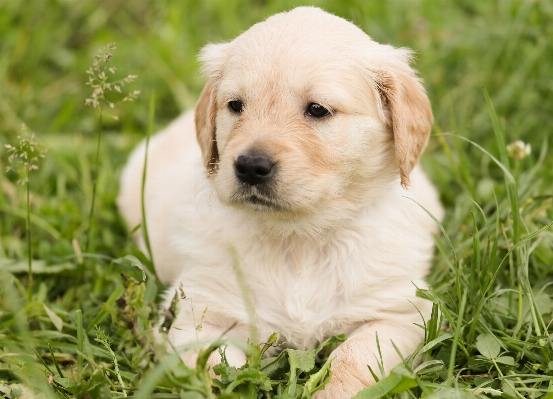 草 草原
 子犬 犬 写真