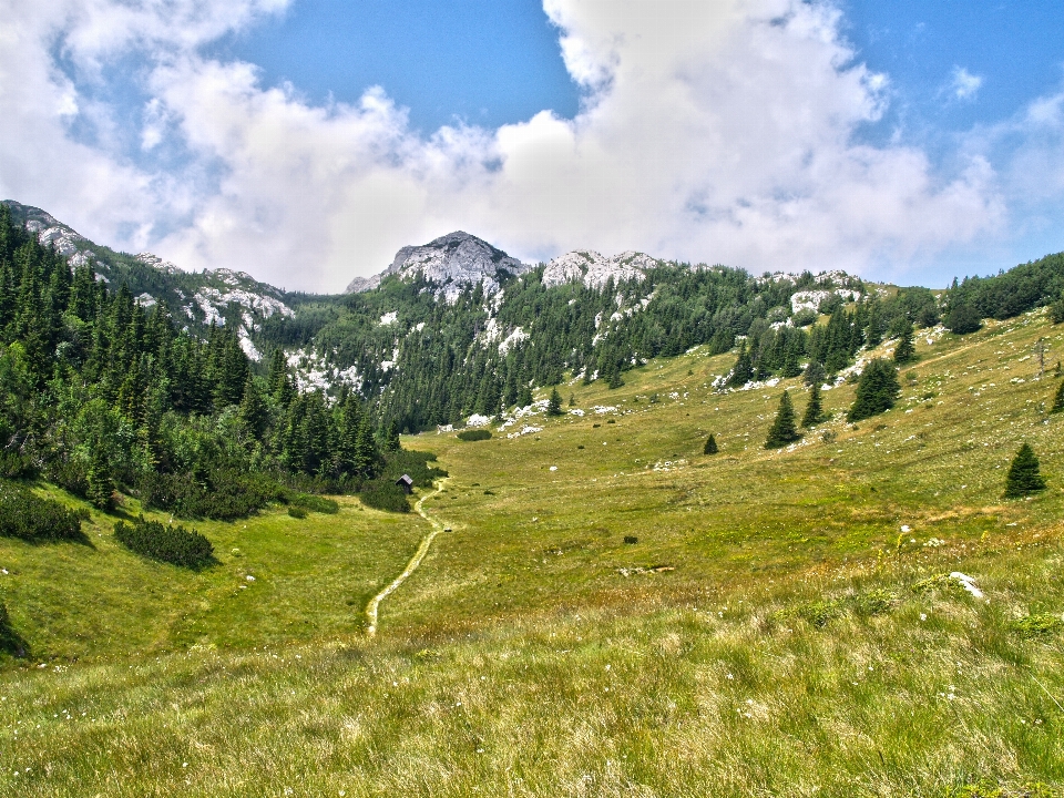 Paesaggio natura foresta erba