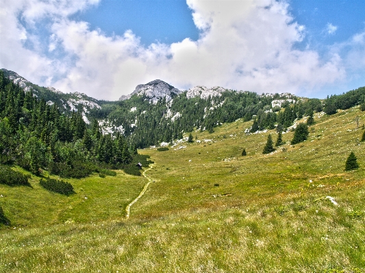 Landscape nature forest grass Photo