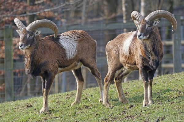 Foto Animal animais selvagens buzina rebanho