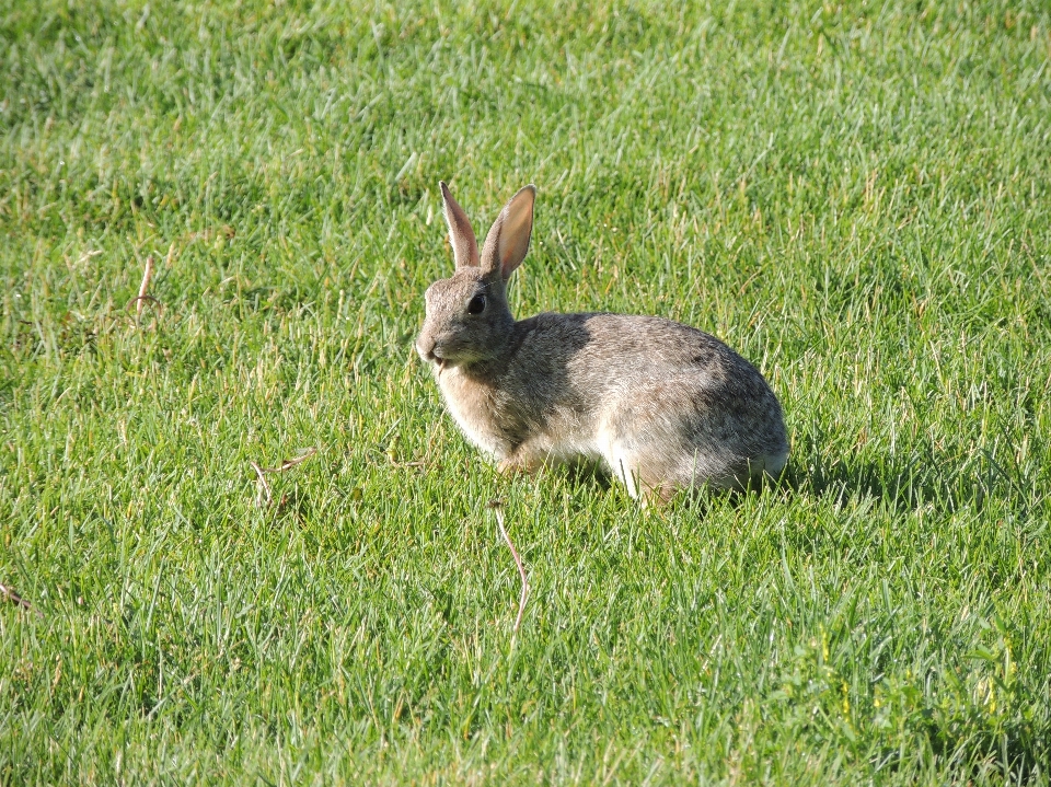 Grass meadow prairie animal