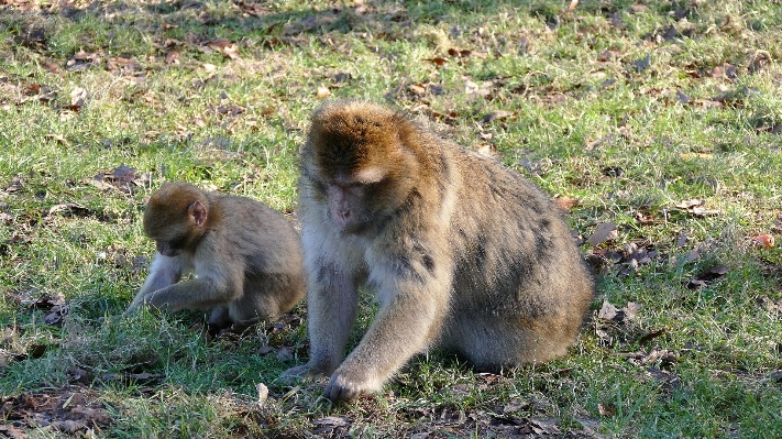 Nature outdoor animal wildlife Photo