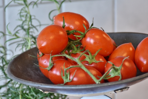 Plant fruit feed dish Photo