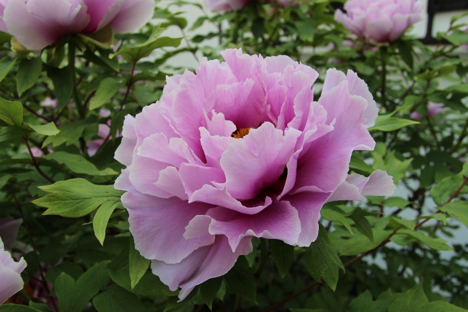 Blossom plant flower petal