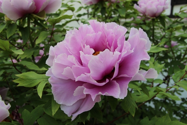 Blossom plant flower petal Photo